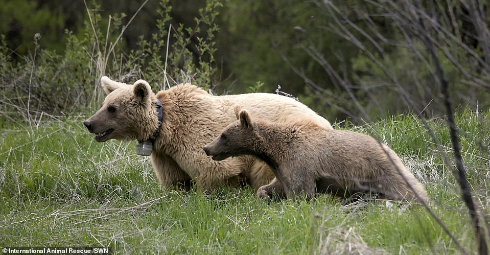 Brit Alan Knight, International Animal Rescue chief executive said: