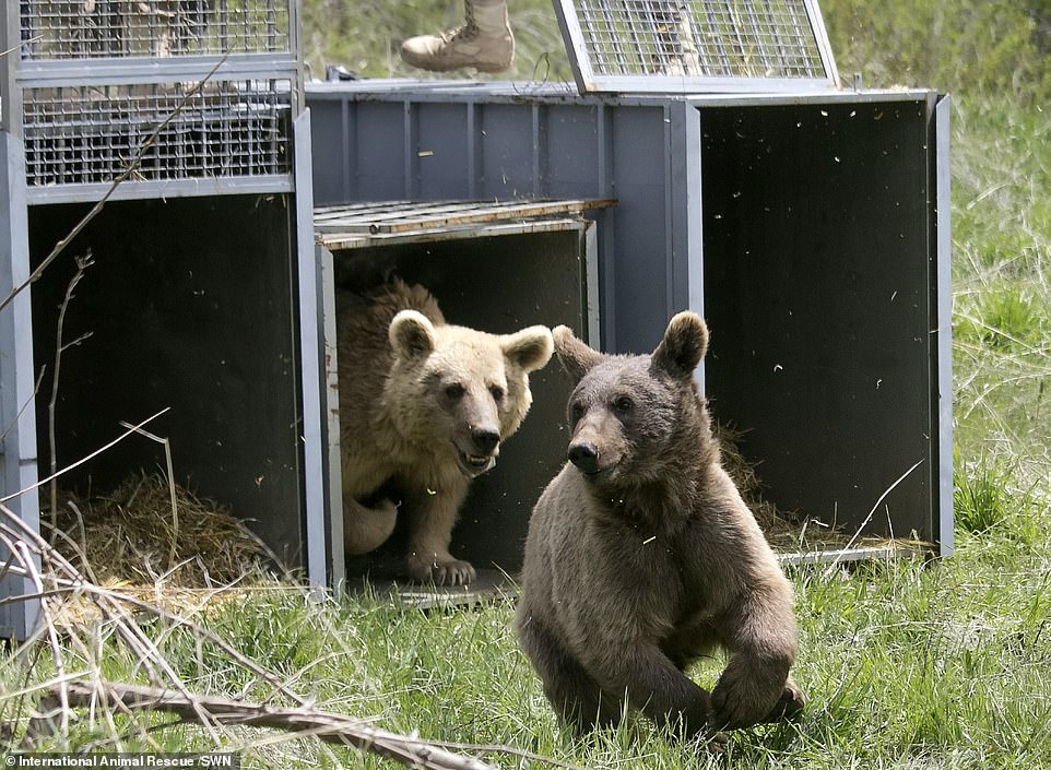 Dasha surprised her rescuers when she gave birth to two cubs while being nursed back to health - and all three were released earlier this month