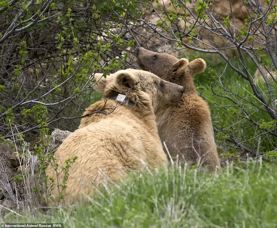 If all goes well Dasha, a female, and Misha, a male, will be the first of up to 80 bears that the charity will free from hellhole conditions across Armenia