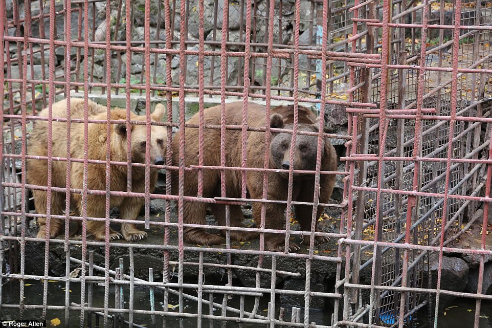 After a public outcry over their living conditions, the two malnourished and traumatised animals have finally been freed