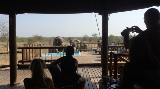PIC FROM SUN DESTINATIONS / CATERS NEWS - (PICTURED: A herd of elephants drink from a swimming pool.) A thirsty herd of elephants proved the need for a different kind of TRUNKS when they had a refreshing drink out of a hotels swimming pool. Fortunate tourists looked on in awe as the giant parched animals took massive gulps from the tiny pool. In searing temperatures reaching a sweltering 37C (99F), this thirsty herd found a refreshing drink at nThambo Tree Camp in the Kruger Park, South Africa. As the mothers and calves suck up the cooling liquid, a parched bull appears from nowhere and barges one of the youngsters aside.- SEE CATERS COPY