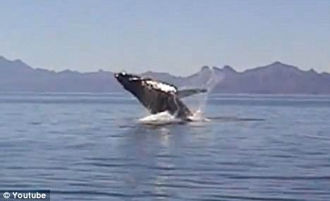 Whale breaches out of water
