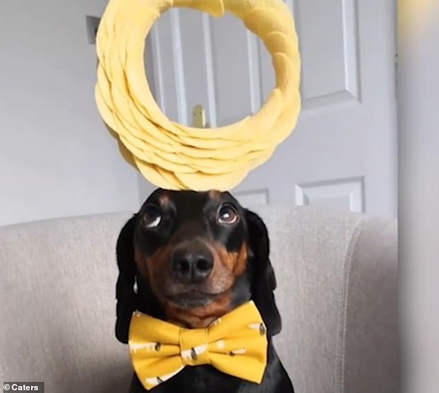 Harlso even manages to balance a Pringle halo (pictured) on his head without moving an inch