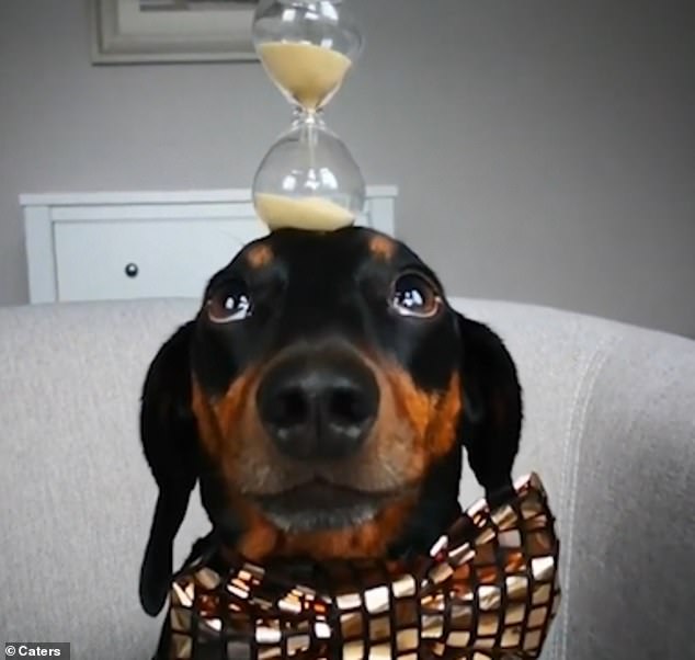 Dachshund Dog Harlso Maintains Balance By Holding Everything Like