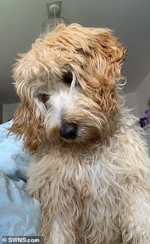 Ms Irving has only had him for six months, but Brandy is already gaining a reputation for mischief