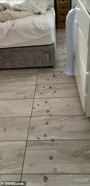 Video, taken by his owner Angela Irving, 44, shows a bedroom where Brandy