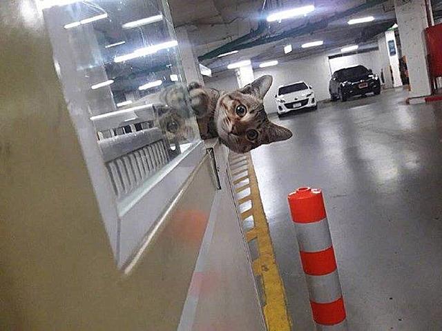 小猫思念离世主人，来到原单位楼下祭奠缅怀，感动众人后获得编制