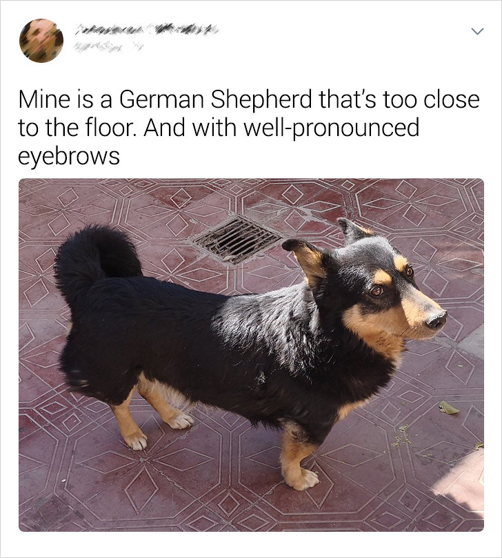 20+ Internet Users Who Can Laugh About Times They Were “Cheated” When It Came to Their Pet’s Breed