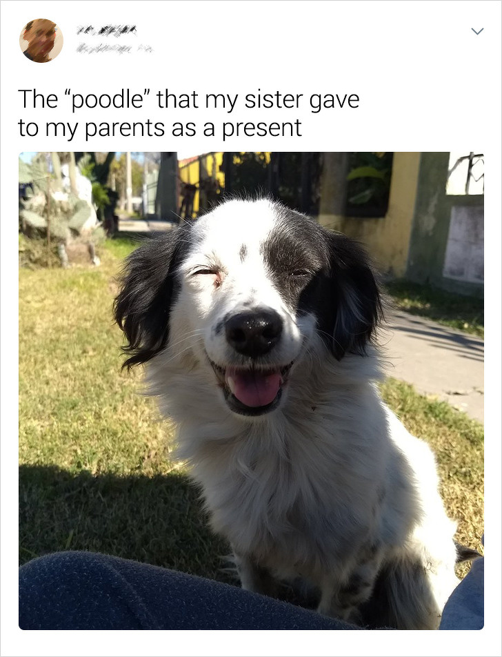 20+ Internet Users Who Can Laugh About Times They Were “Cheated” When It Came to Their Pet’s Breed