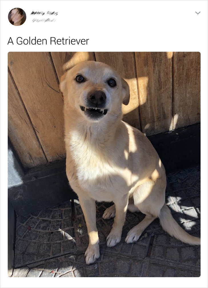 20+ Internet Users Who Can Laugh About Times They Were “Cheated” When It Came to Their Pet’s Breed