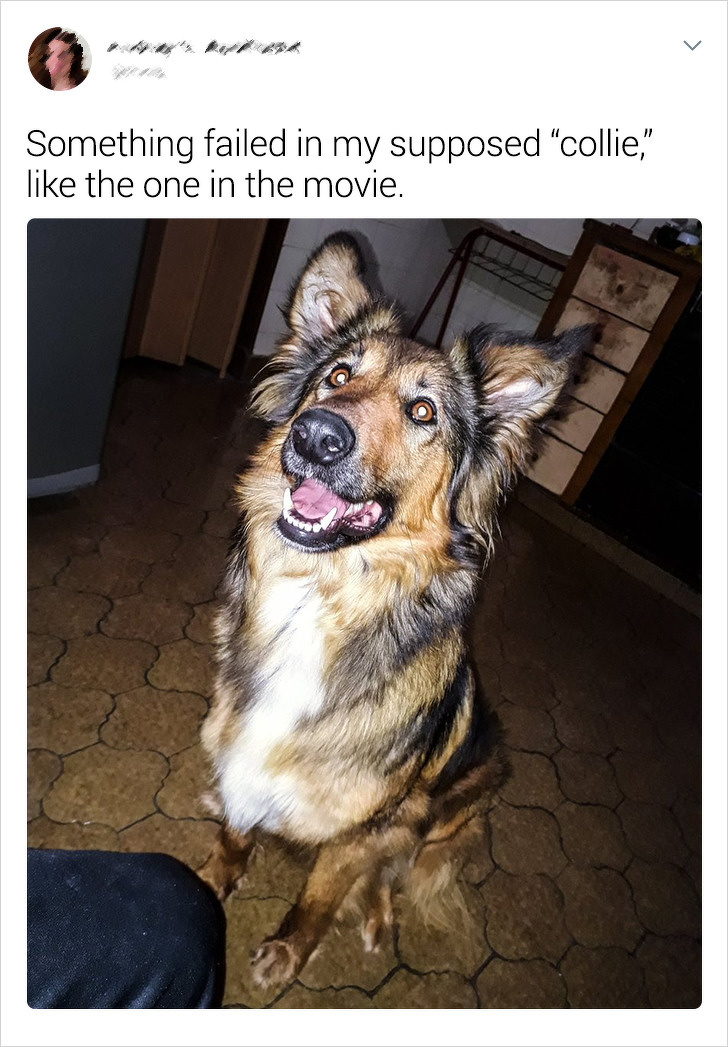 20+ Internet Users Who Can Laugh About Times They Were “Cheated” When It Came to Their Pet’s Breed