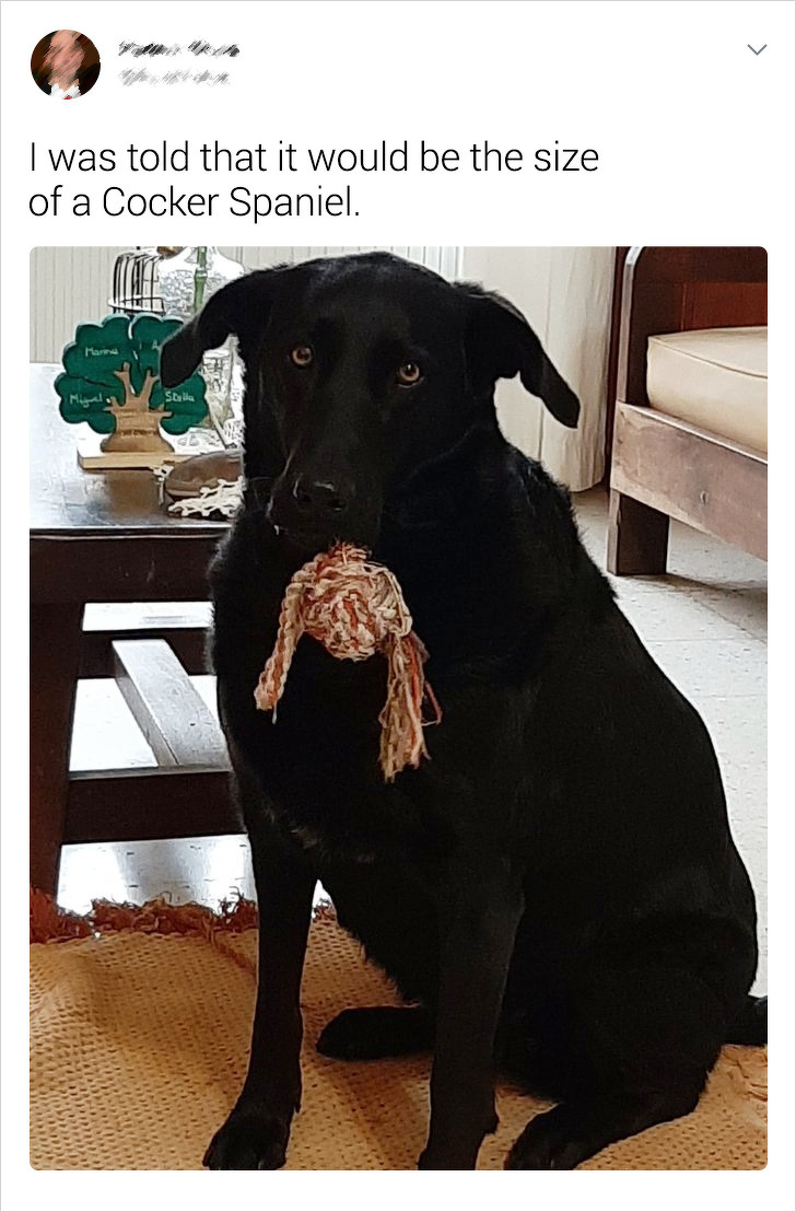 20+ Internet Users Who Can Laugh About Times They Were “Cheated” When It Came to Their Pet’s Breed