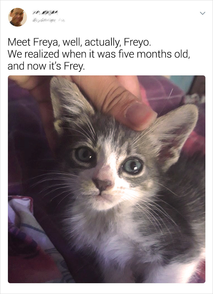 20+ Internet Users Who Can Laugh About Times They Were “Cheated” When It Came to Their Pet’s Breed