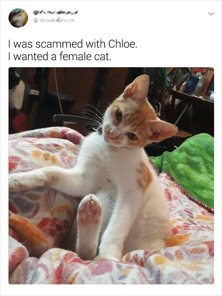 20+ Internet Users Who Can Laugh About Times They Were “Cheated” When It Came to Their Pet’s Breed