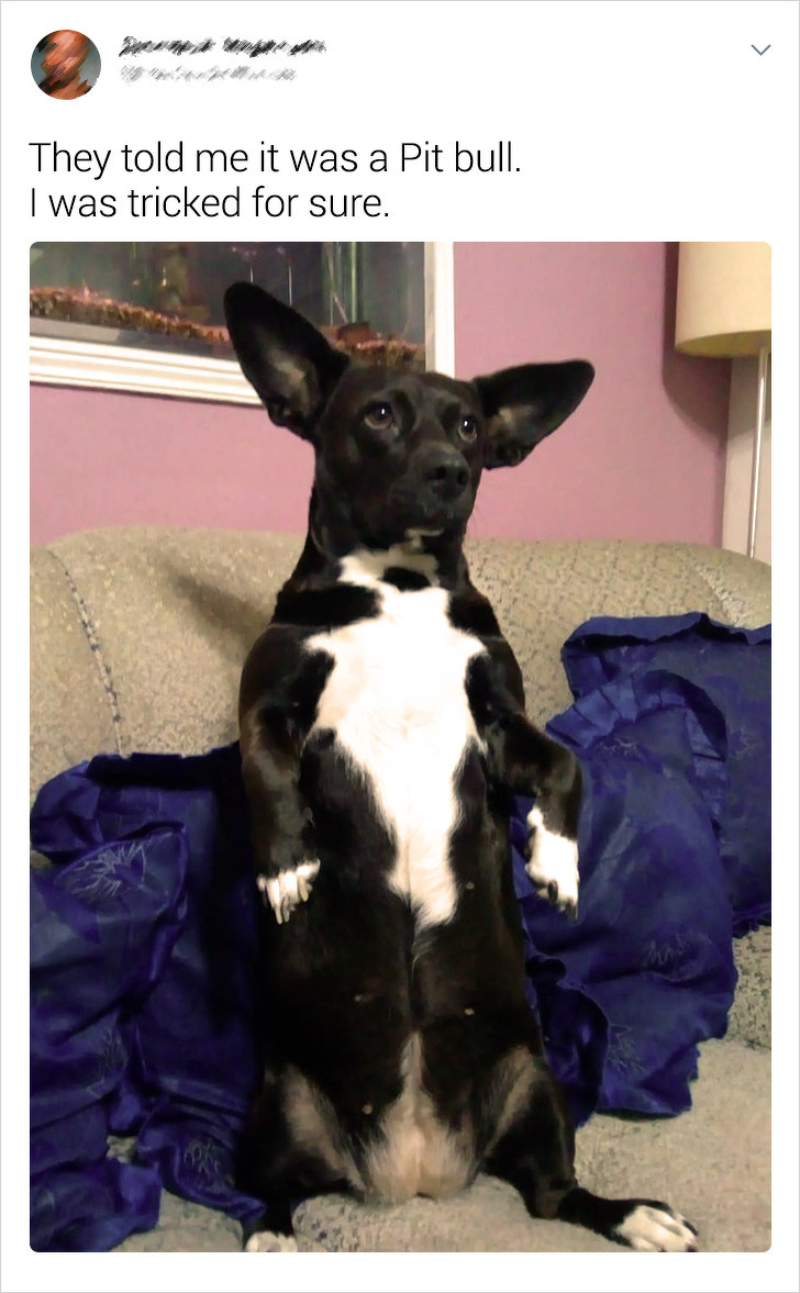 20+ Internet Users Who Can Laugh About Times They Were “Cheated” When It Came to Their Pet’s Breed