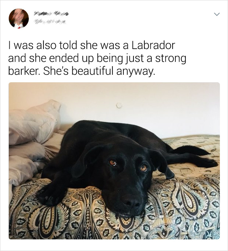 20+ Internet Users Who Can Laugh About Times They Were “Cheated” When It Came to Their Pet’s Breed