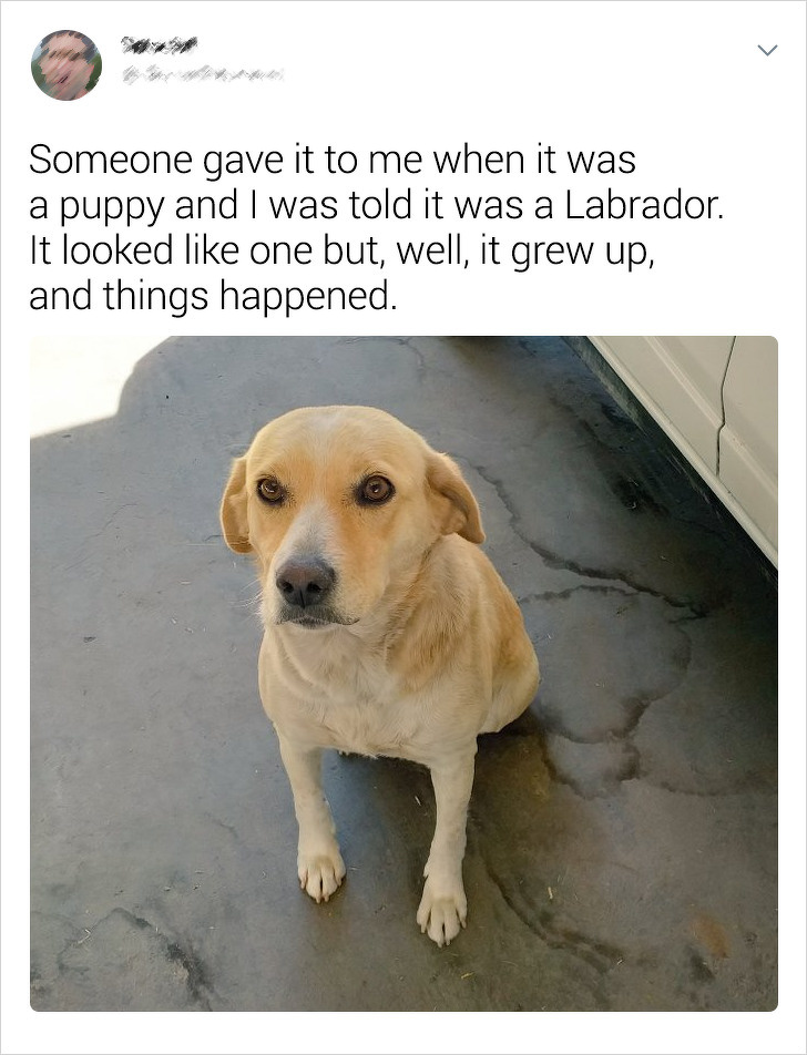 20+ Internet Users Who Can Laugh About Times They Were “Cheated” When It Came to Their Pet’s Breed