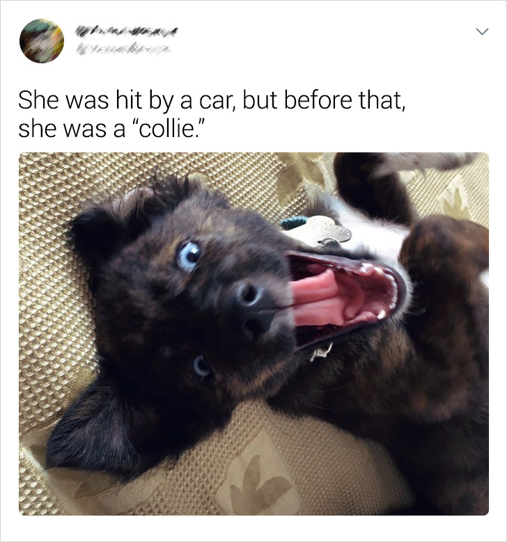 20+ Internet Users Who Can Laugh About Times They Were “Cheated” When It Came to Their Pet’s Breed