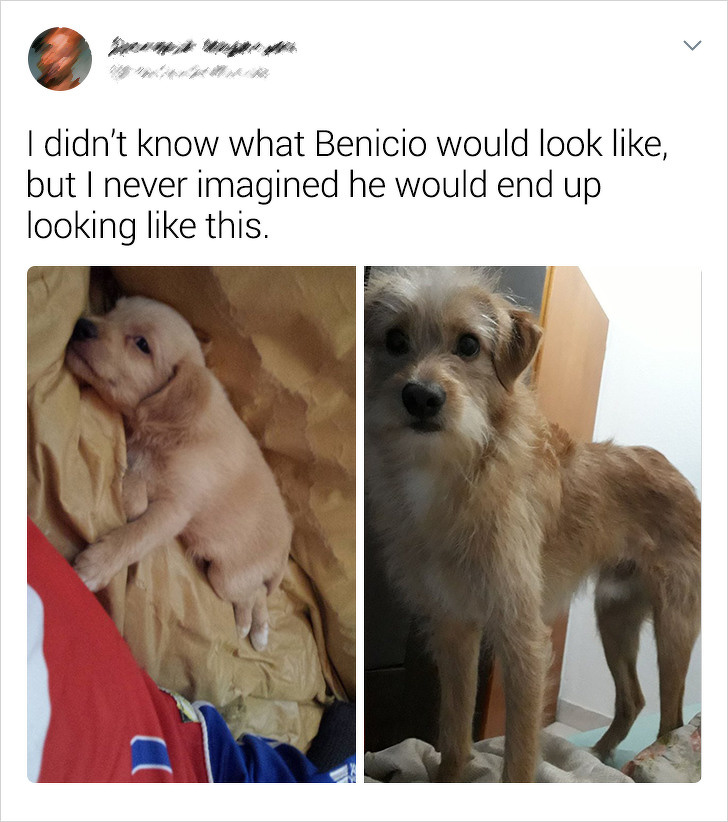 20+ Internet Users Who Can Laugh About Times They Were “Cheated” When It Came to Their Pet’s Breed
