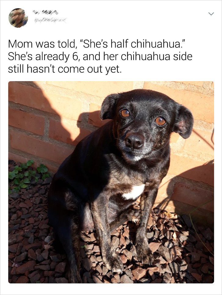20+ Internet Users Who Can Laugh About Times They Were “Cheated” When It Came to Their Pet’s Breed