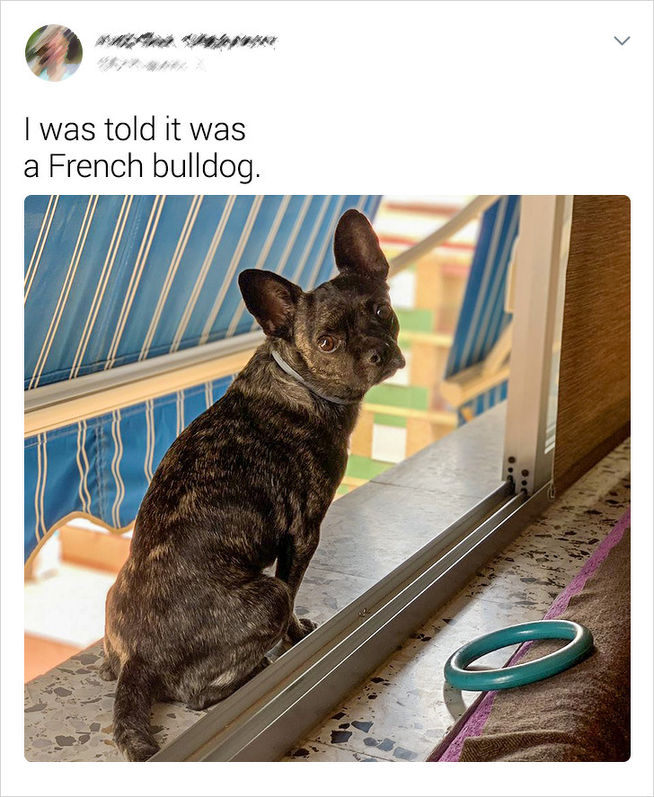 20+ Internet Users Who Can Laugh About Times They Were “Cheated” When It Came to Their Pet’s Breed