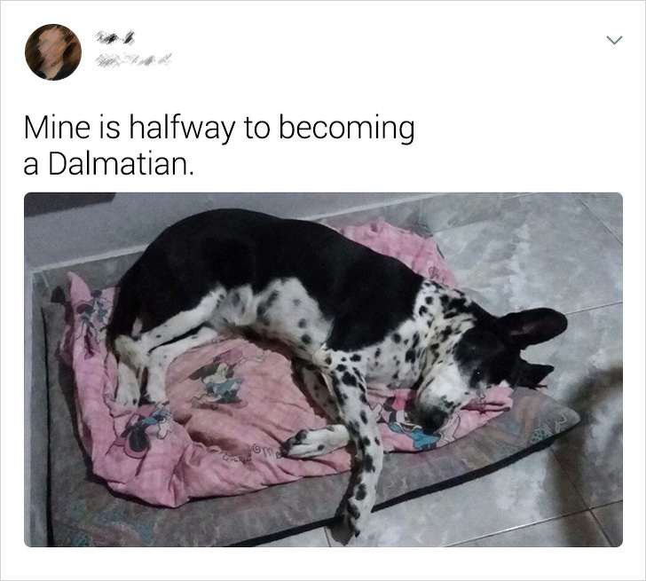 20+ Internet Users Who Can Laugh About Times They Were “Cheated” When It Came to Their Pet’s Breed