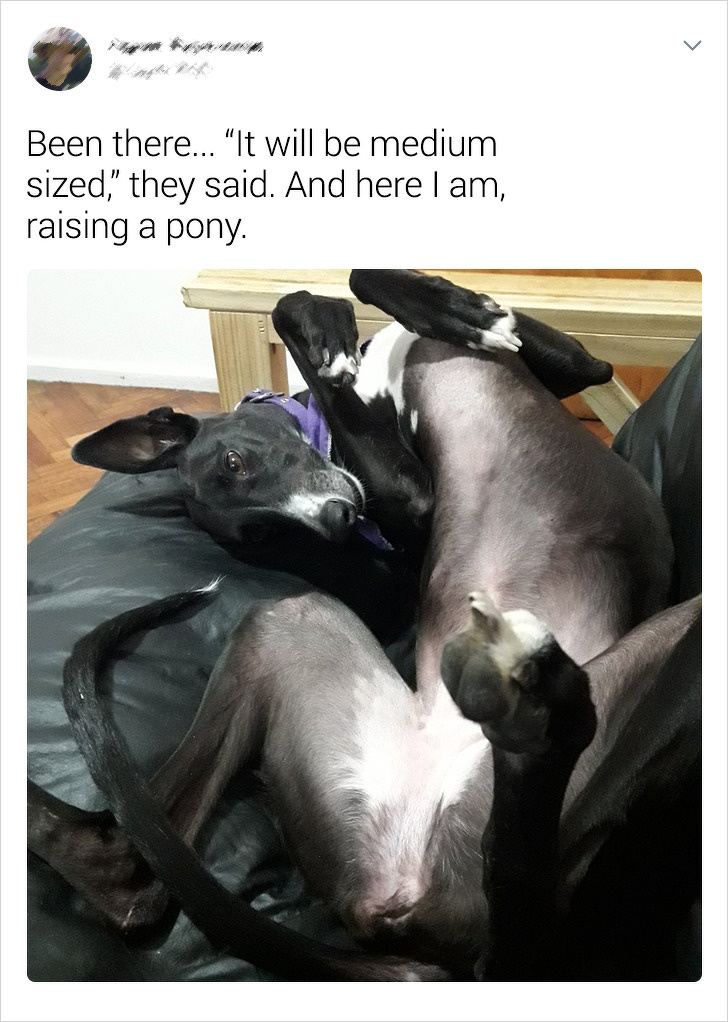 20+ Internet Users Who Can Laugh About Times They Were “Cheated” When It Came to Their Pet’s Breed