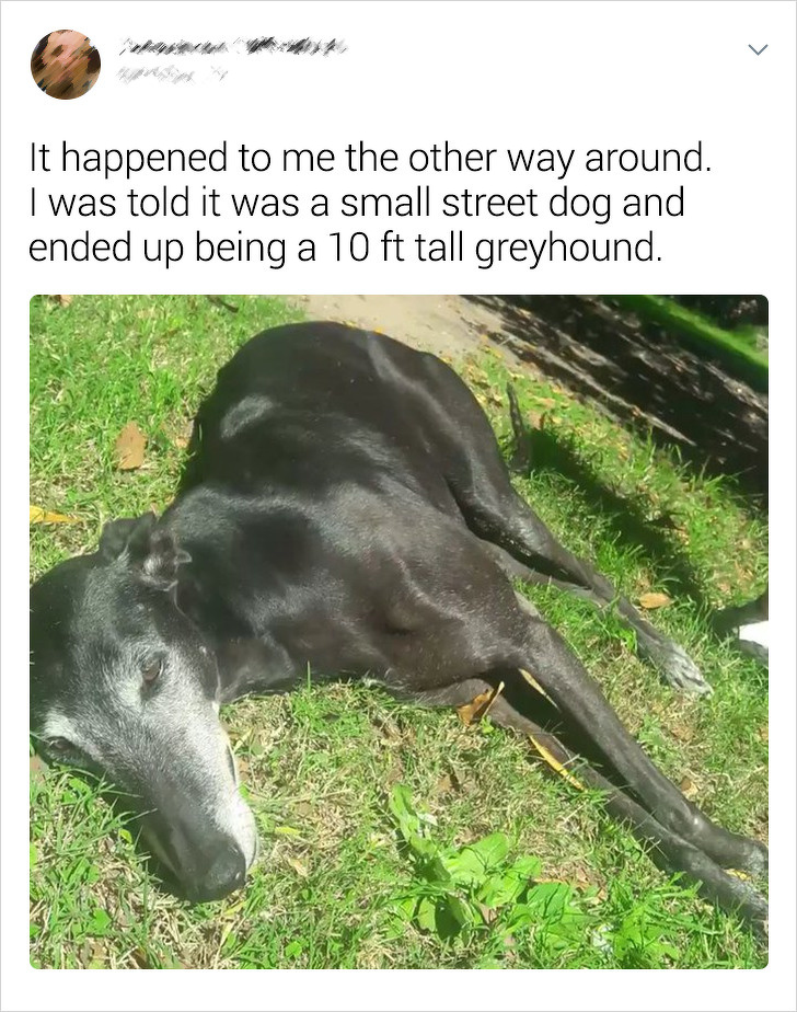 20+ Internet Users Who Can Laugh About Times They Were “Cheated” When It Came to Their Pet’s Breed