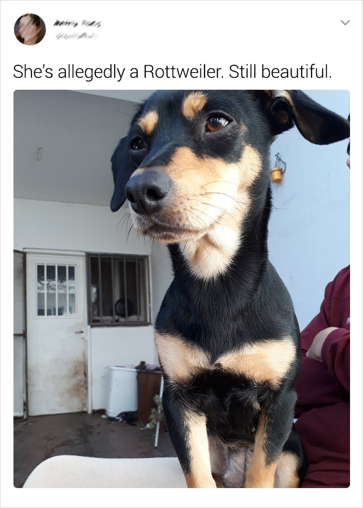 20+ Internet Users Who Can Laugh About Times They Were “Cheated” When It Came to Their Pet’s Breed