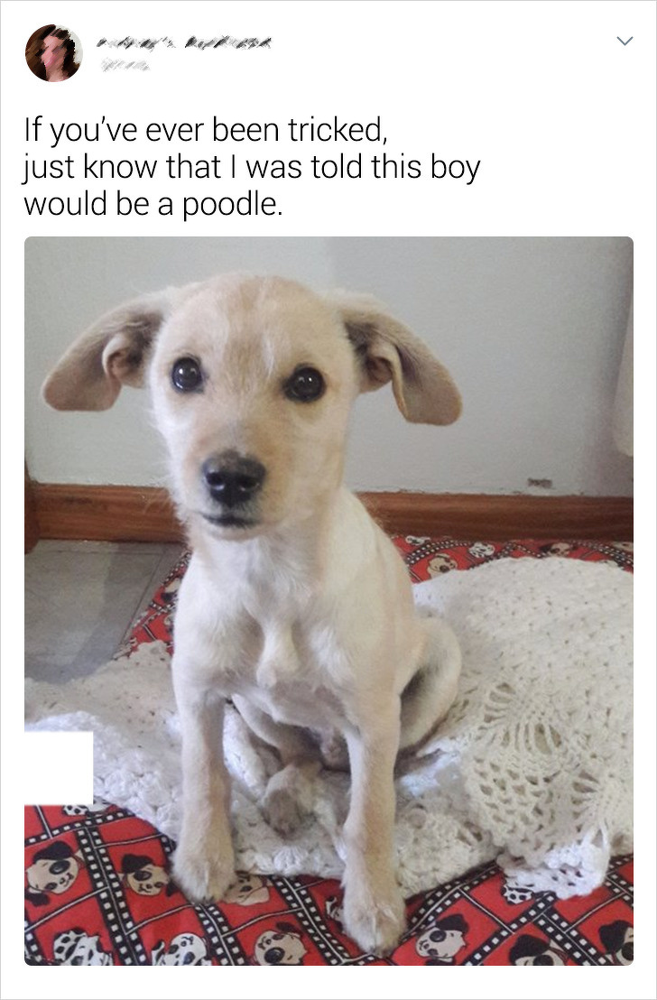 20+ Internet Users Who Can Laugh About Times They Were “Cheated” When It Came to Their Pet’s Breed