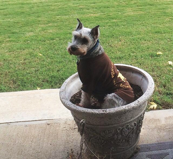 20+ Things Our Pets Do When We Are Not Looking