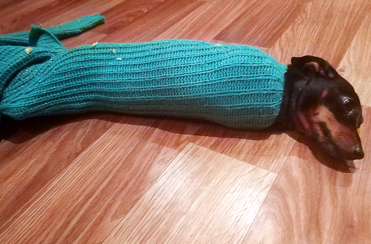 20+ Things Our Pets Do When We Are Not Looking