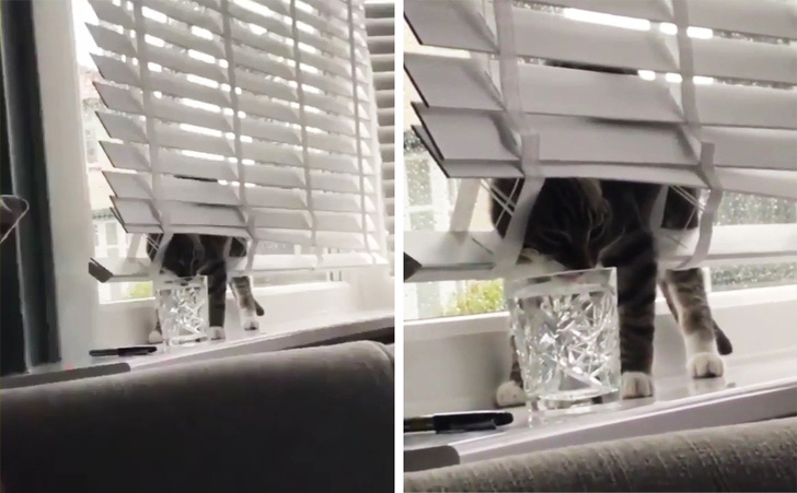 20+ Things Our Pets Do When We Are Not Looking