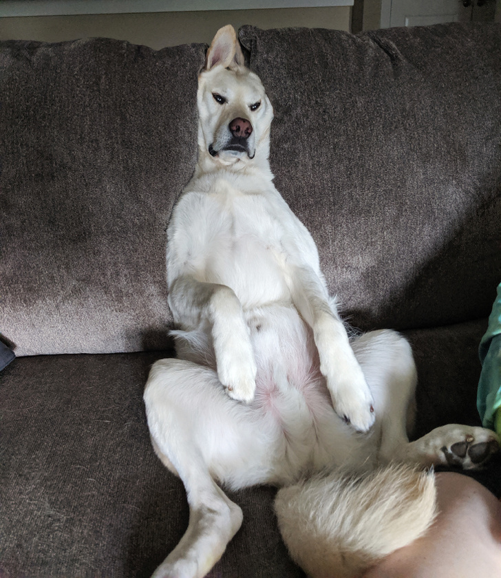 20+ Things Our Pets Do When We Are Not Looking