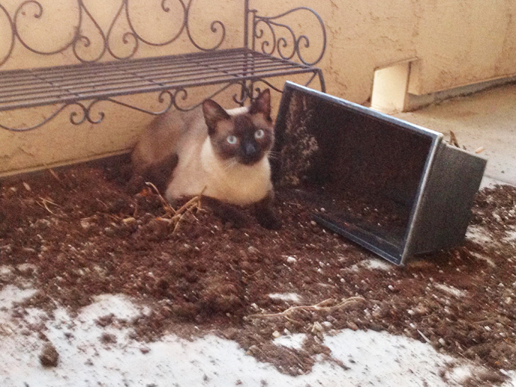 20+ Things Our Pets Do When We Are Not Looking