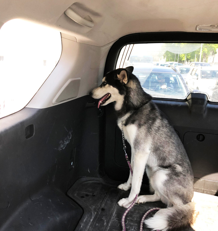 20+ Things Our Pets Do When We Are Not Looking