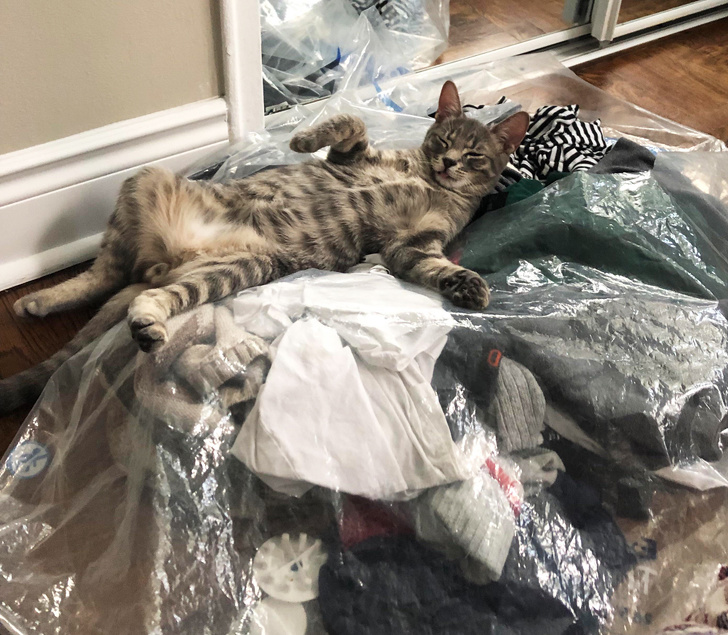 20+ Things Our Pets Do When We Are Not Looking