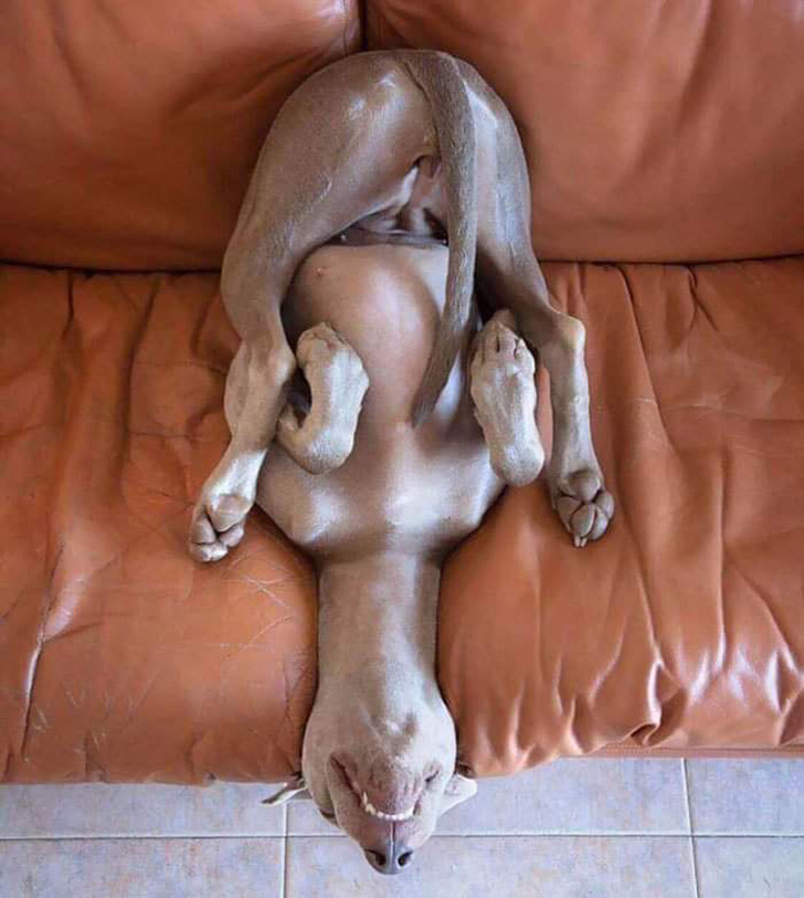 20+ Things Our Pets Do When We Are Not Looking