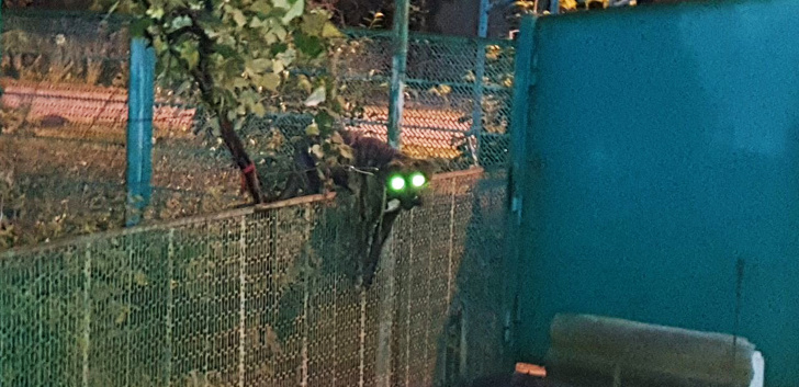 20+ Things Our Pets Do When We Are Not Looking