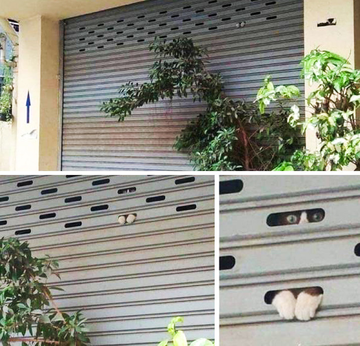 20+ Animals That Had a Surprise in Store for Their Owners