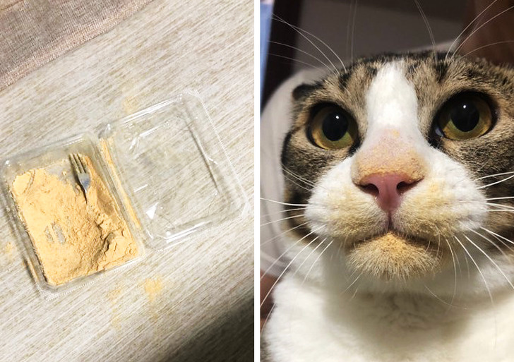 20+ Animals That Had a Surprise in Store for Their Owners