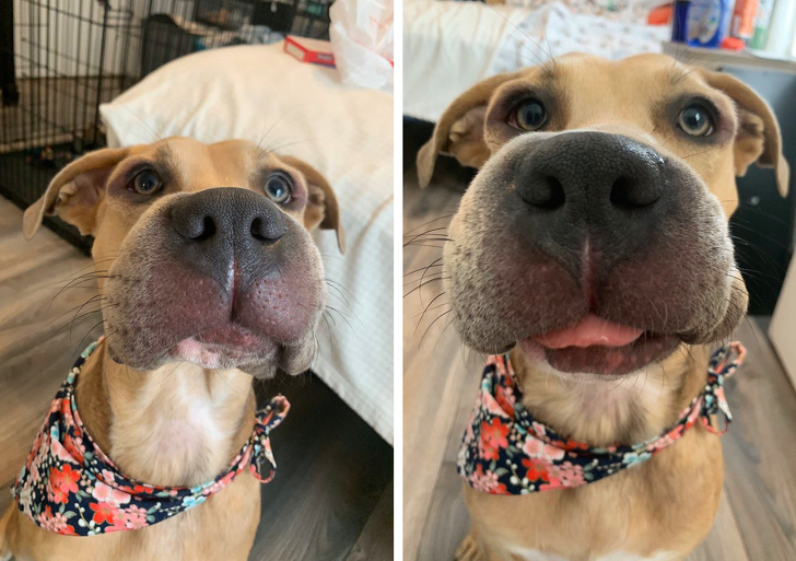 20+ Animals That Had a Surprise in Store for Their Owners