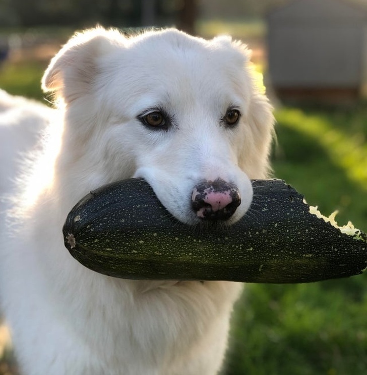 20+ Animals That Had a Surprise in Store for Their Owners