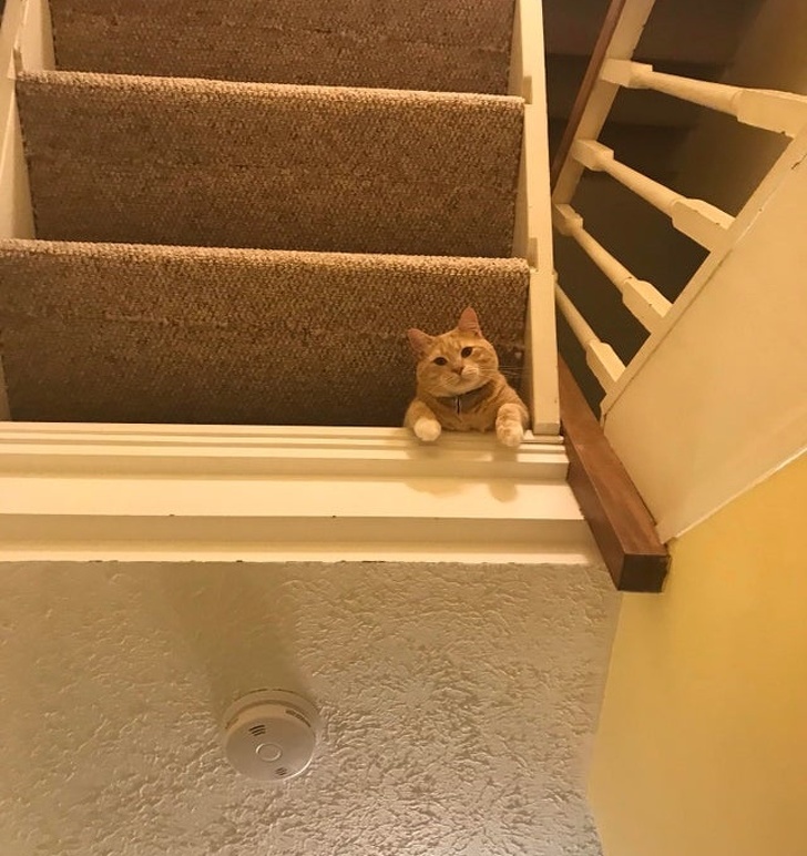 20+ Animals That Had a Surprise in Store for Their Owners