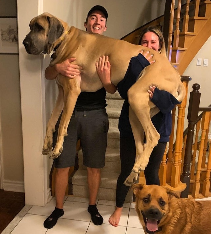 20+ Animals That Had a Surprise in Store for Their Owners