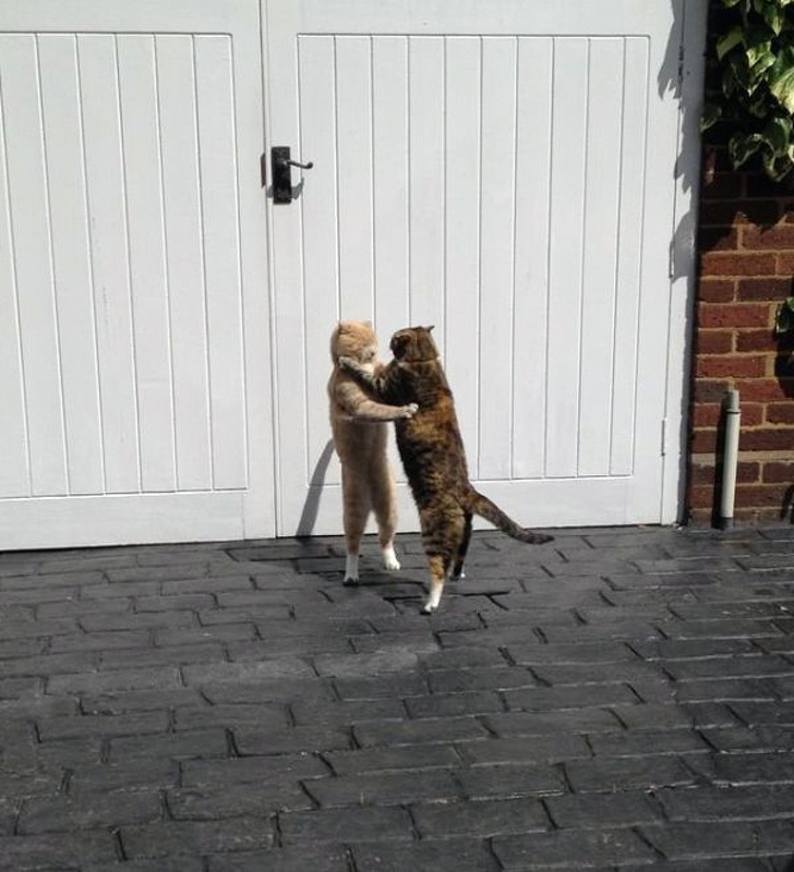 19 Cats That Are Just Too Cool for This Ordinary World