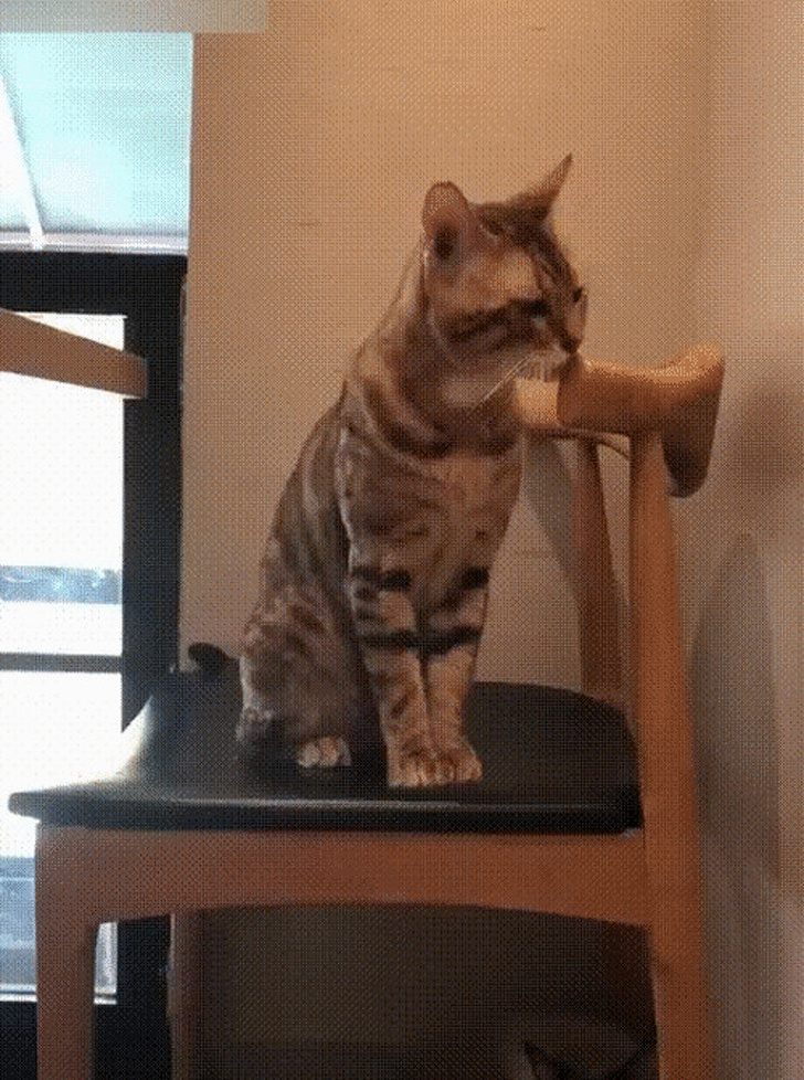 19 Cats That Are Just Too Cool for This Ordinary World