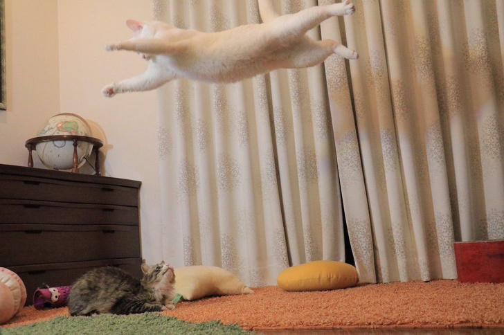 19 Cats That Are Just Too Cool for This Ordinary World