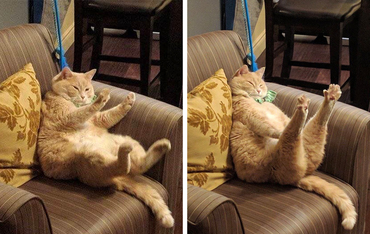 19 Cats That Are Just Too Cool for This Ordinary World