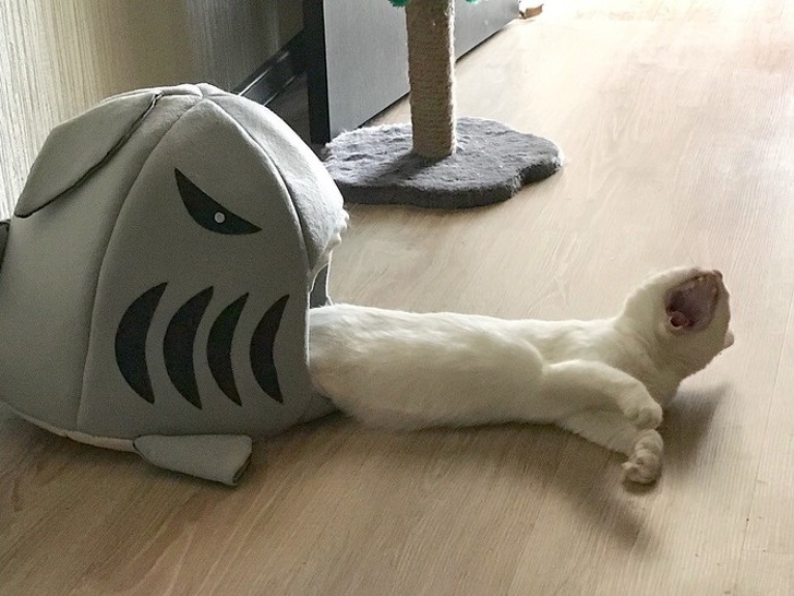 19 Cats That Are Just Too Cool for This Ordinary World